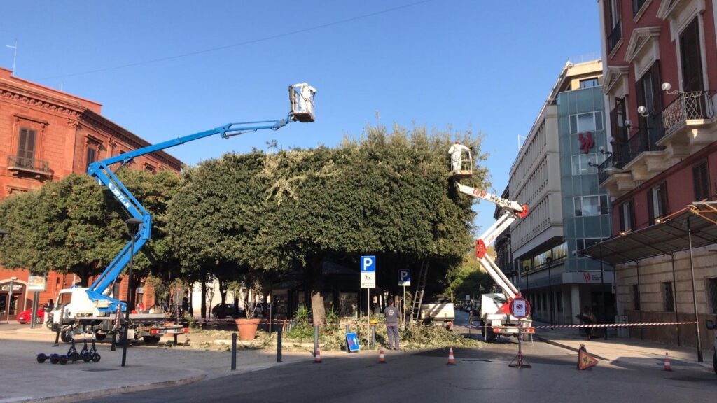Bari, potatura dei lecci in piazza Massari